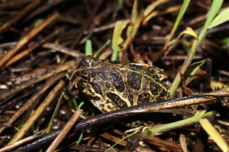 anfibios